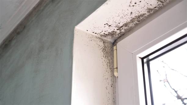 Best Commercial Mold Remediation in Bowmansville, PA